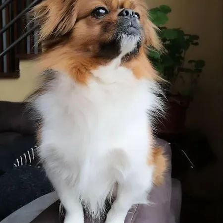 Karbula &